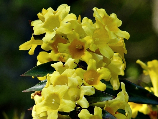 {Gelsemium sempervirens}